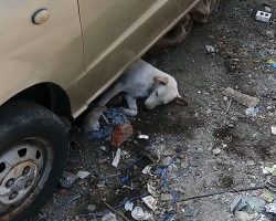 Litter Of Puppies Born Under Car In Dangerous Conditions Are Saved By Passers-By