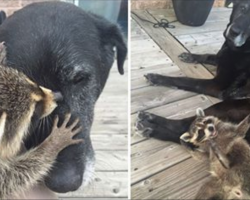 Baby raccoon loses mother to car accident – elderly dog adopts him as her own