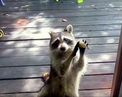 Raccoon knocks on woman’s door every day, asks for food for her family