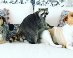 This Adorable Raccoon Now Thinks She’s A Dog After Being Taken In By A Loving Family