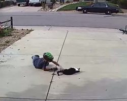 Neighbor Boy Takes Time Out Of His Daily Routine To Visit ‘Misunderstood’ Cat