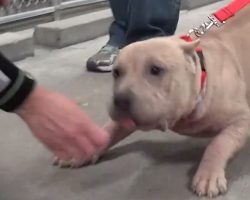 Abused Pit Bull Takes Her Freedom Walk Out Of The Shelter