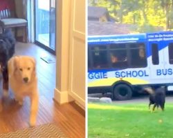 Dogs Bid Parents Goodbye And Hop Onto Doggie School Bus For A Day Full Of Fun