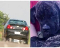 Sheriff’s Office Needs Help Finding Who Dumped Four Dogs On Busy Highway