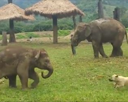 Adorable Baby Elephant And Dog Play Game Of Chase