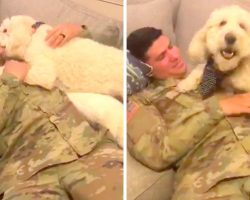 Dog Senses Soldier Dad’s Return Without Seeing Him, Goes Berserk & Smothers Him