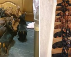 Man Wins Bet With Friend Getting All 16 Dachshunds To ‘Sit Pretty’ On Steps