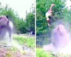Angry Bison Charges & Tosses Kid In The Air, Parents Leave Kid Behind & Run Away