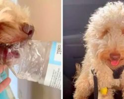 Dog Almost Chokes After Plastic Bottle Gets Stuck In His Mouth, Vet Issues Warning
