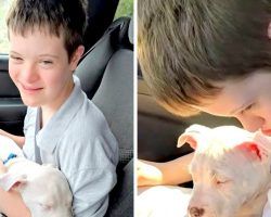 Comfort Puppy Stolen From Teen Struggling With Down Syndrome, $500 Reward Offer