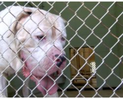 Caretaker Dumps Mastiff Belonging to Deployed Military Member At Animal Shelter