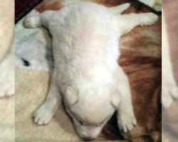 All-White Siberian Husky Puppy Was Set For Euthanasia Right After Birth