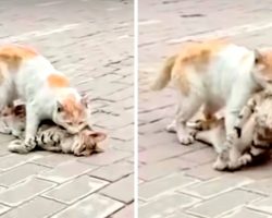 Stray Cat Tries To Revive Dead Friend, Drags Lifeless Body To A Shelter For Help