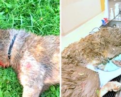 His Owner Battered And Bloodied Him, Then Threw Him In Wet Mud To Die Slowly