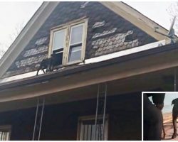 He Hid On A Roof From Evil Humans After Escaping A Crippling Life Of Dog-Fighting
