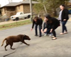 Chocolate Lab Was Missing For 5 Years Before Seeing His Family Again