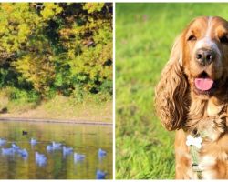 Guy Unable To Help His Cocker Spaniel As Dog Is Attacked By A Swan