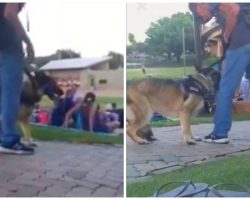 Authorities Seek Man Who Punched German Shepherd At Family Holiday Concert