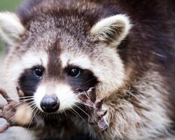 Little Raccoon Knocks on Woman’s Door Every Day. Once She Realized Why, She Was Speechless