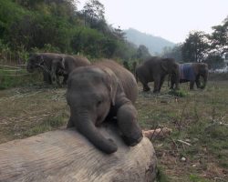 Cute Baby Elephant Has Fun Playing With Log