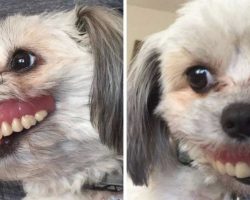Dad Wakes Up To Dentures Missing And His Dog Is Sporting A New Smile