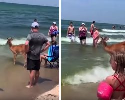 Deer Comes Out Of The Woods To Enjoy A Day At The Beach