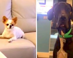 Great Dane Feels Hurt & Cheated After Chihuahua Cops Out Of “Treat-Sharing” Deal