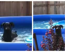 Dog Acts Invisible When Caught In Swimming Pool