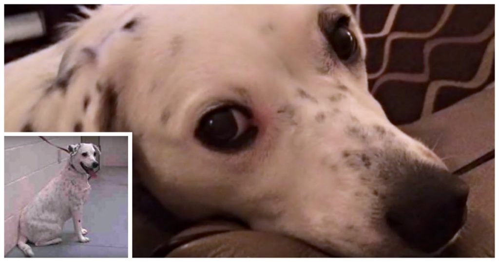 Dog Brought Back To The Shelter For Being “Too Clingy”