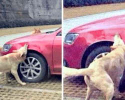 Stray Dog Brings His Friends To Destroy The Car Of The Evil Man Who Kicked Him