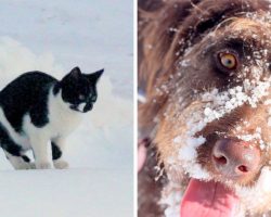 Brave Dog Protects Stray Cat From Blizzard, Drags Her Home And Keeps Her Warm