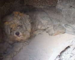 Terrified Dog Found Alive After He Sought Refuge In An Oven During Greece Wildfires