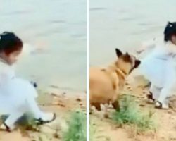 Girl Trips Over Trying To Fetch Ball, Loyal Dog Pulls Her Back And Saves Her Life