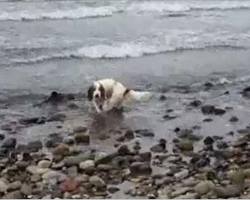 Dog spots something strange at beach – takes action after sudden realization