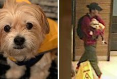 Couple reunites with missing dog after burglar used dog walking app to steal him