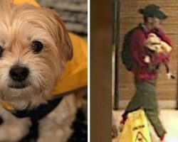 Thief Tricks Couple With A Popular Dog Walking App To Steal Their Beloved Pup