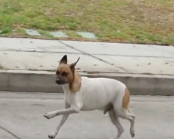 Dog Was So Frightened, He Ran 30 Blocks With A Broken Leg To Evade Rescuers