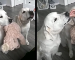 Selfless Dogs Take Turns Holding The Toy So The Other Can Eat Treats