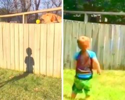 Dog Peeks Over Tall Fence Everyday To Play Fetch With His Favorite Neighbor Kid