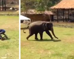 Man “attacks” a caretaker at elephant sanctuary (staged). Now watch an elephant come to the rescue