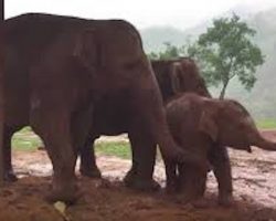 Three Elephants Try To Coax Baby To Go To Sleep
