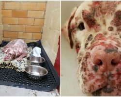 Family Dumped Their Deaf Dog At Shelter After He Was Stung By Thousands Of Bees