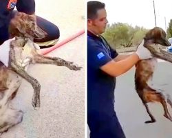 His Owner Tied Him In A Tire Yard, Left Him For Weeks Without Food Or Water