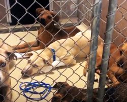 Odd Epidemic Of Abandoned Animals Is Overwhelming Desperate Animal Shelter