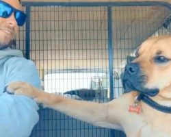 “Foster Fail” Dog Falls In Love With New Dad And Won’t Let Go Of His Arm On Ride Home