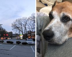 Local Burger King Brings Joy To Dying Dog By Giving Him Free Burgers In Final Days