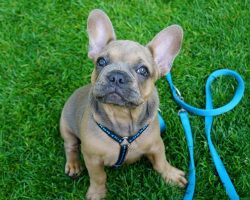 Best Dog Harnesses for Every Kind of Dog
