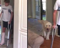 Funny Dog Mocks Human Brother’s Broken Leg ‘Walk’ Behind His Back