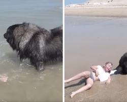 A Dog Rescued Little Girl From Ocean Waves After Thinking She’s Being Washed Away