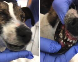 Dog Abandoned On The Road With Her Eyes And Mouth Glued Shut